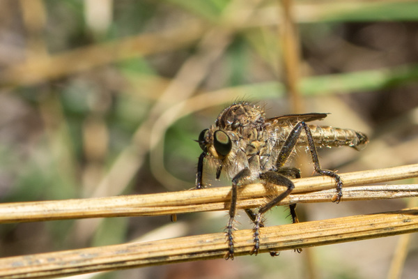 Robber fly DSD1707