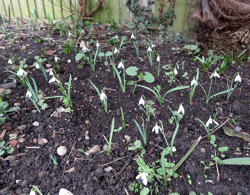 Snowdrops