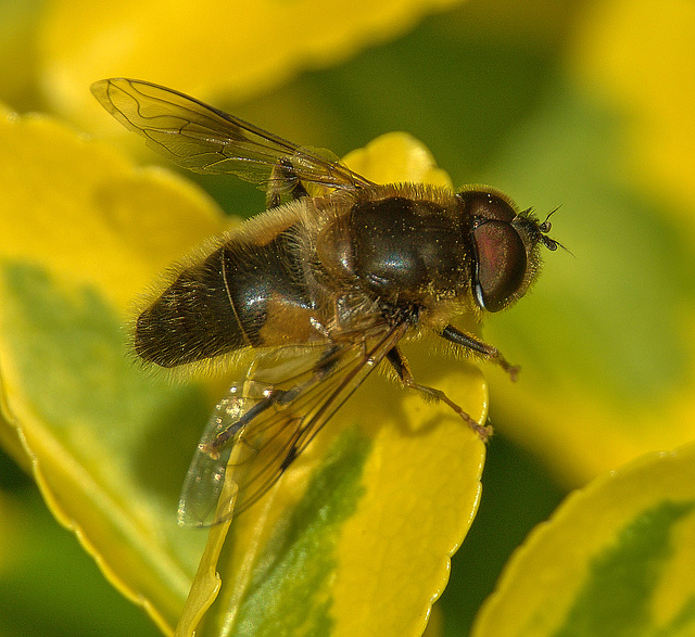 Hoverfly