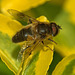 Hoverfly