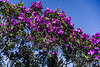 Tibouchina