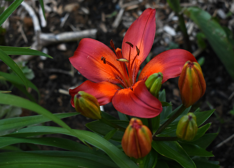 The First Lily