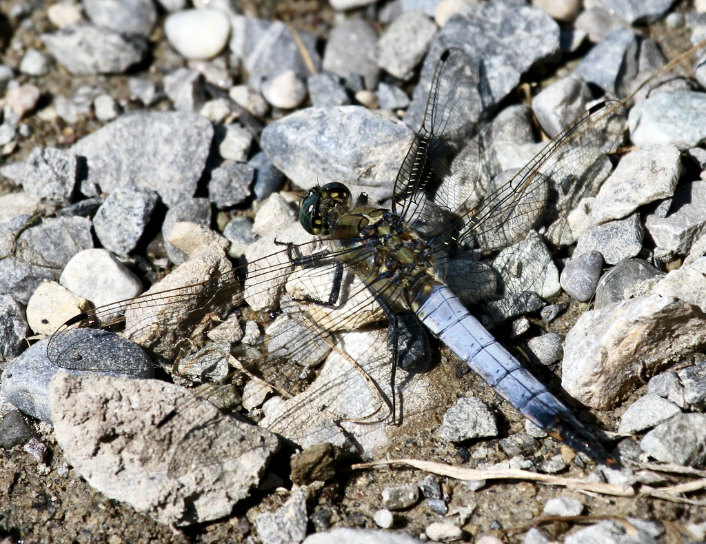 Blaupfeil-Libelle