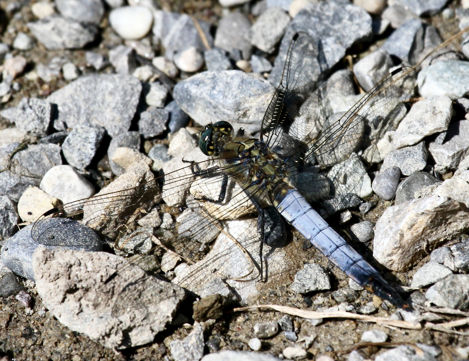 Blaupfeil-Libelle