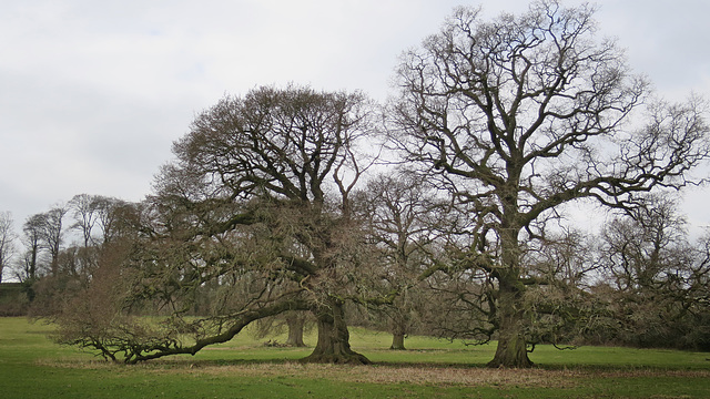 Oak Trees