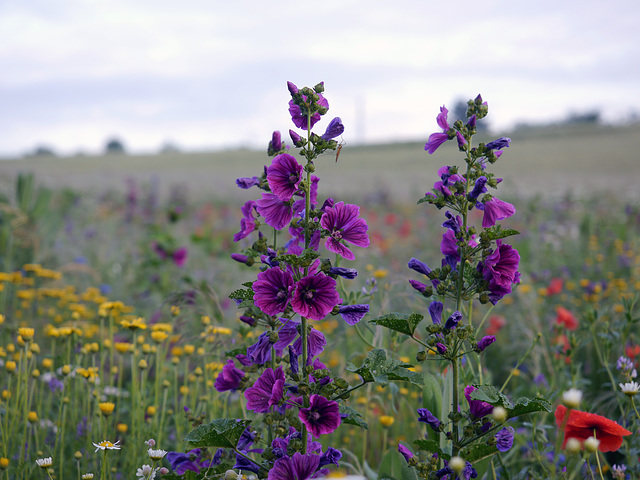 Blumenwiese Malve