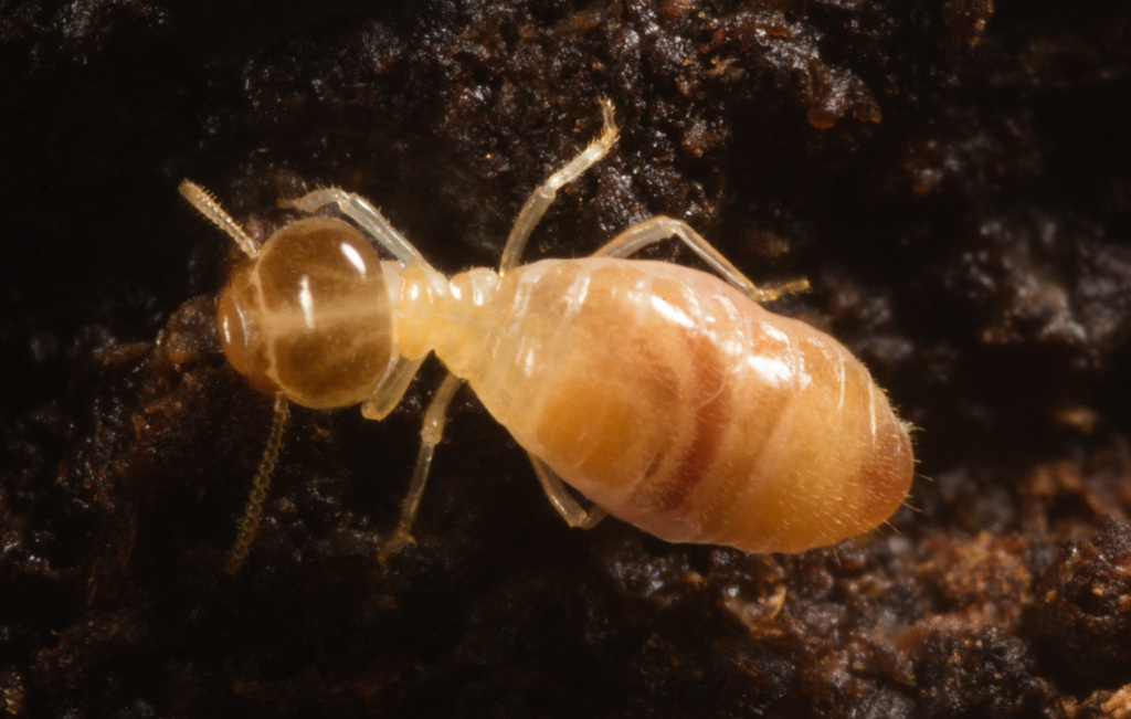 IMG 1295 Termite