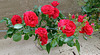 My neighbors' roses