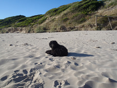 Elvis' third beach trip