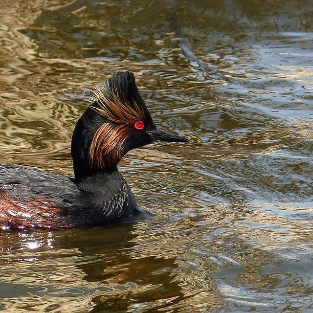 On golden pond