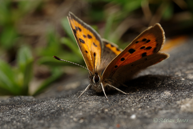 Small Copper Butterfly