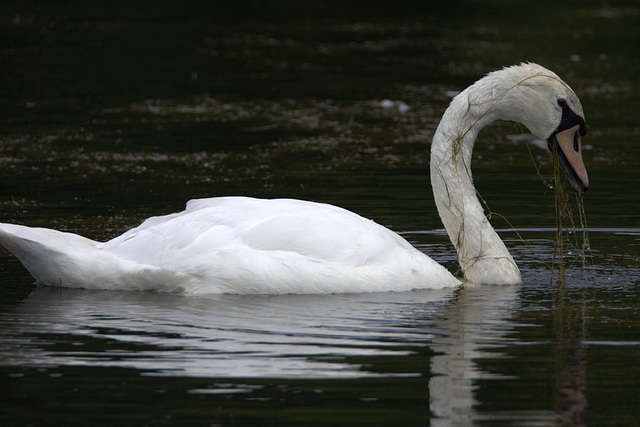 IMG 8954Swan