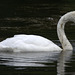 IMG 8954Swan