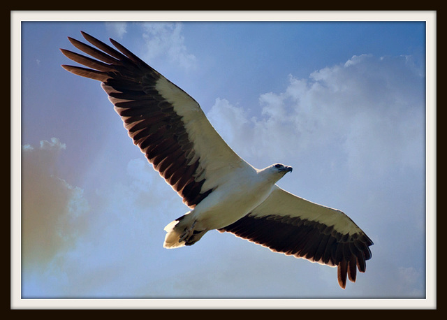 Sea Eagle Coomera