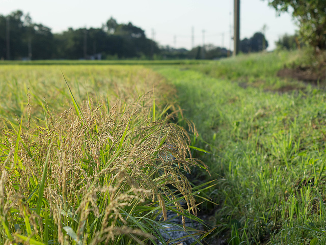 Rice plant