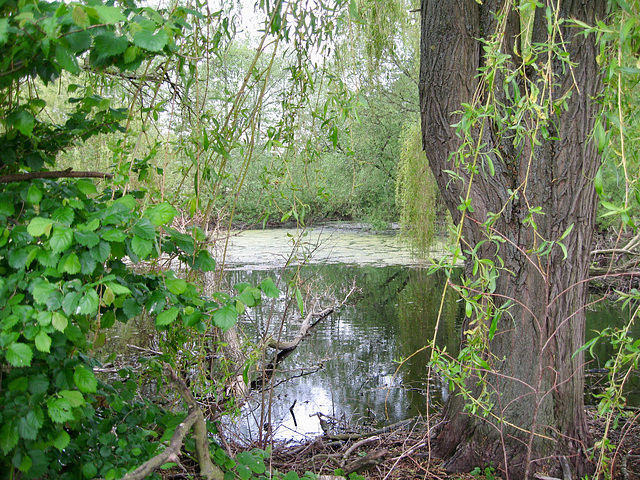 Small pond near the footpath alongside Ewdness House