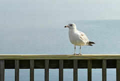 Mr. Seagull Says, "HFF"