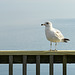 Mr. Seagull Says, "HFF"