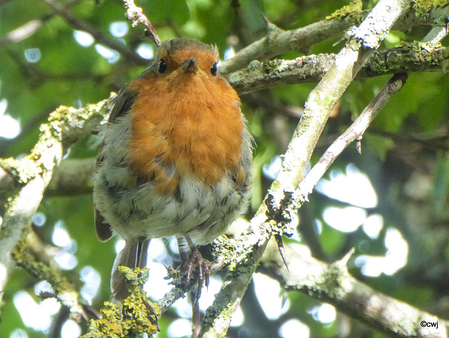 Perching in the hawthorn hedge