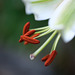 DSCF0774