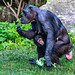Chimp and its baby