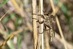 Robber fly DSD1708