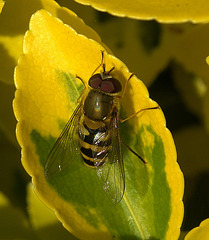 Hoverfly