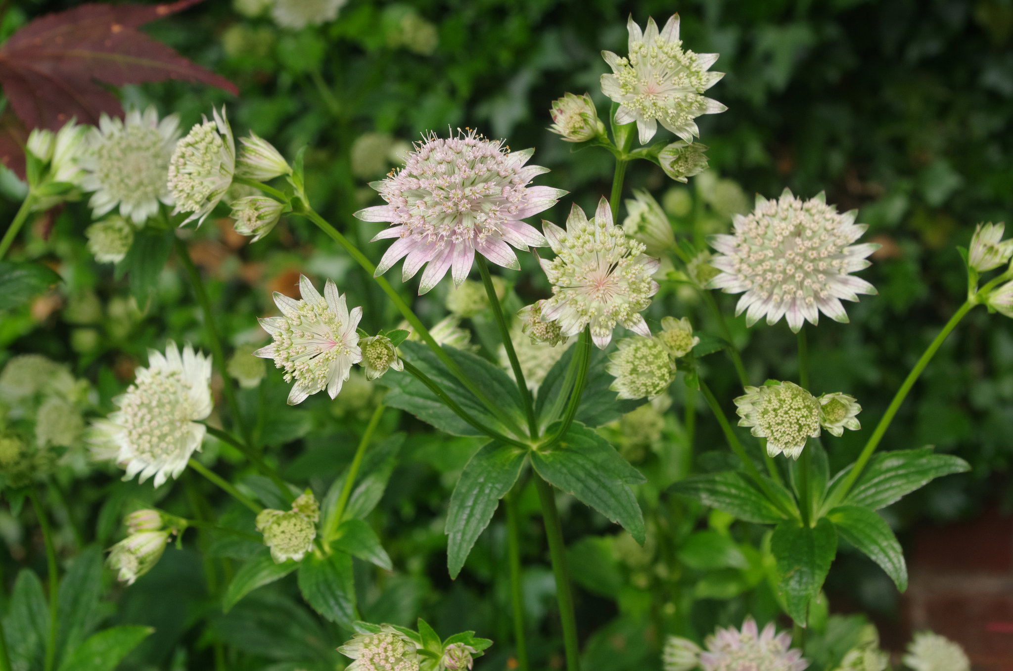 Delicate pink