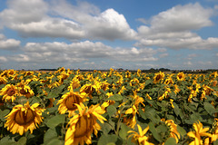 EOS 6D Peter Harriman 12 19 11 72696 sunflowers3 dpp