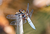Broad-bodied Chaser-DSZ3221