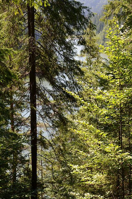 Romania, Red Lake Seen through the Branches of a Dense Forest