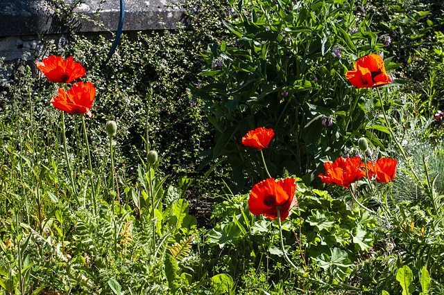 Poppies