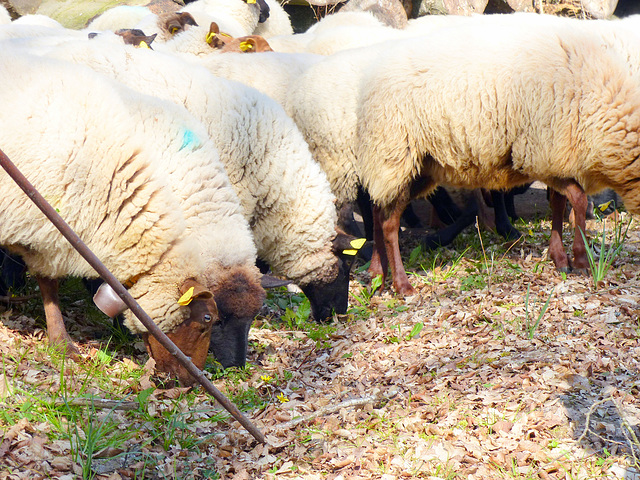 Transhumance du 15 mars 2016