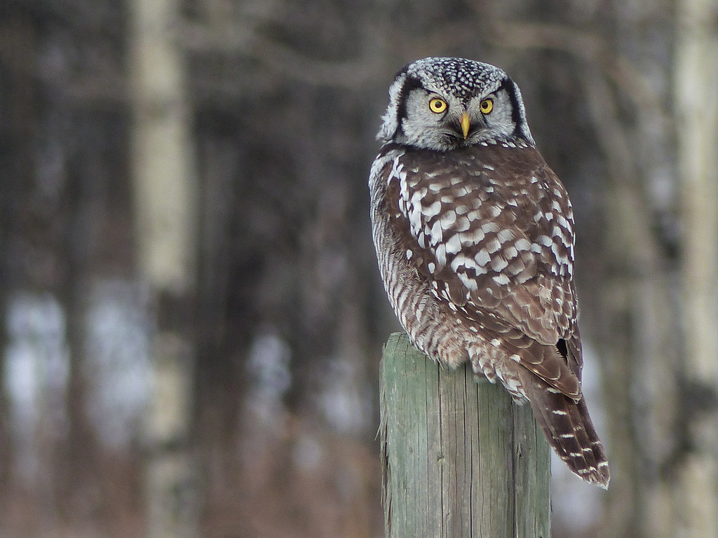 Northern Hawk Owl