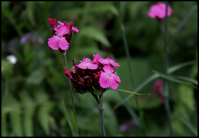 Dianthus carthusianorum - Oeillet des chartreux