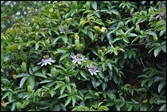 Passiflora caerulea