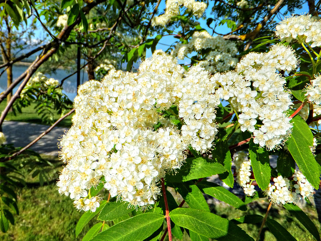 Blüten der Eberesche. ©UdoSm