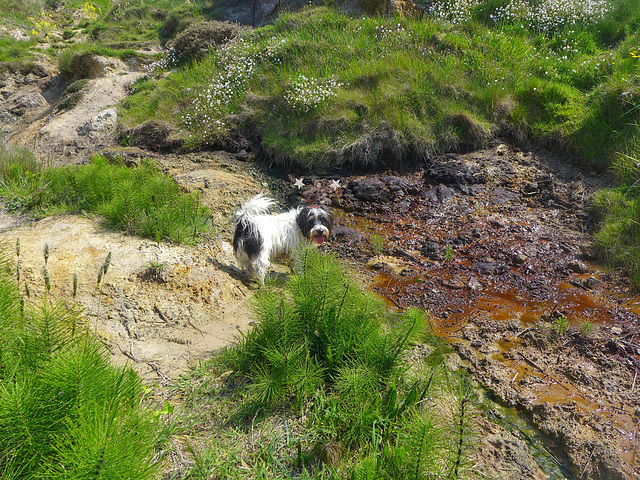 rad in the primordial soup