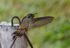 HummingbirdEF7A8765