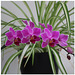Dark pink orchids 20 6 2014