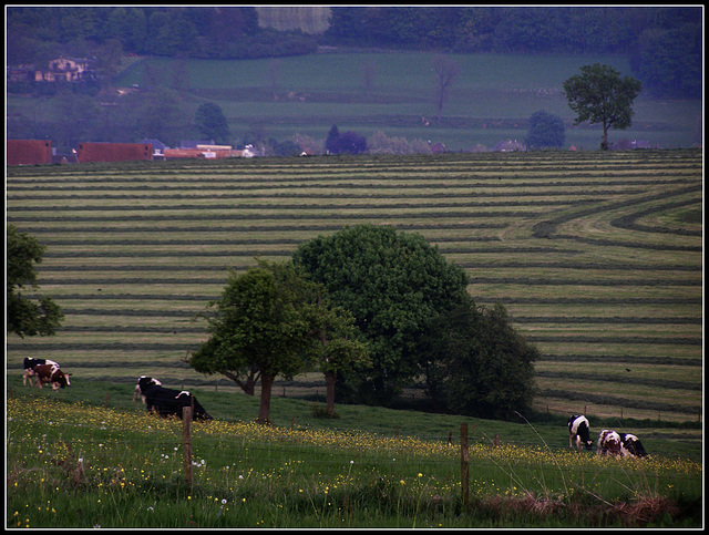 Cows & Line's