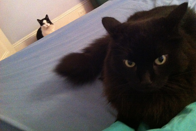 Who gets the bed