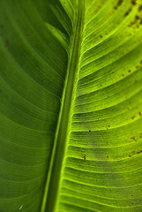 Leafy 1