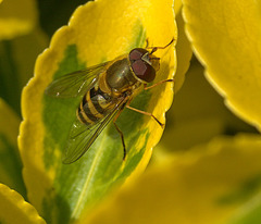 Hoverfly