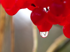 Vogelbeeren mit Wassertropfen