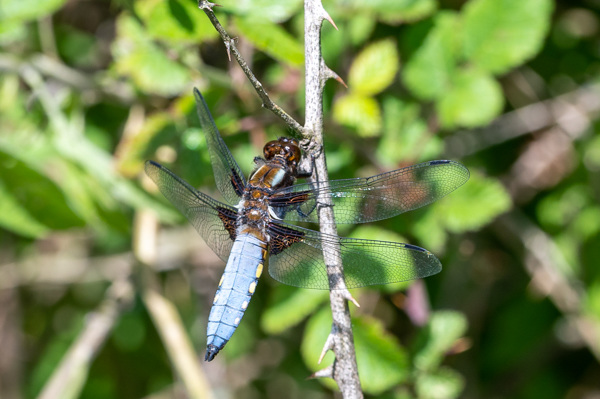 Broad-bodied Chaser-DSZ4225