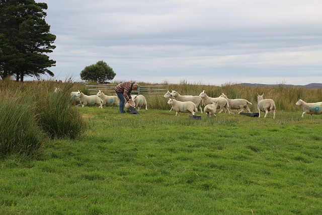 Feeding the sheep