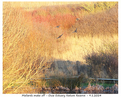 Mallards make off - Ouse Estuary Nature Reserve - 9 1 2024