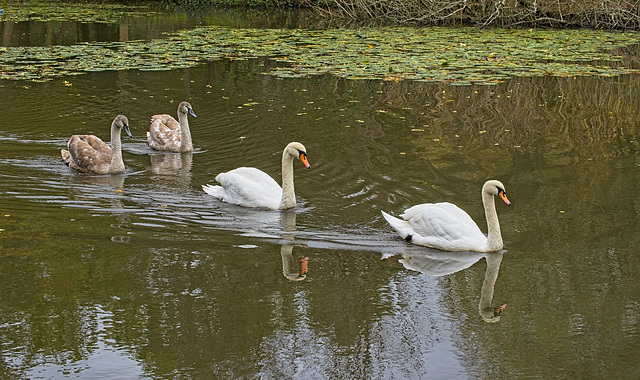 Family Outing