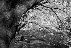 Chatting under the cherry blossoms_2